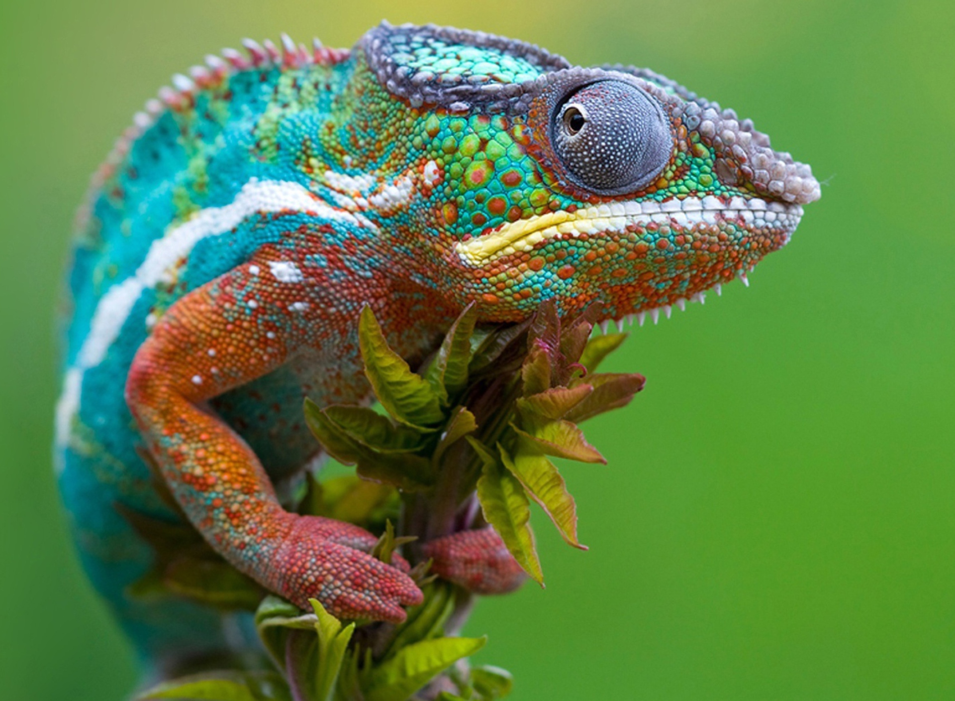 Colored Chameleon screenshot #1 1920x1408
