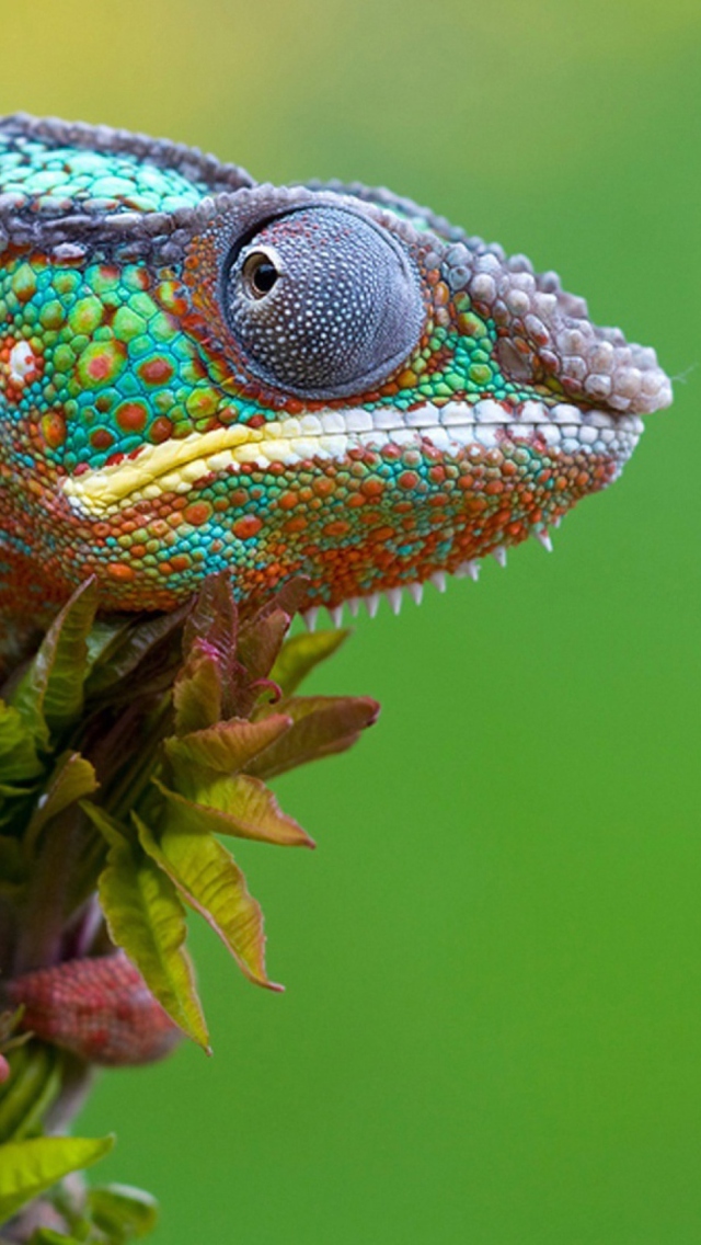Colored Chameleon wallpaper 640x1136