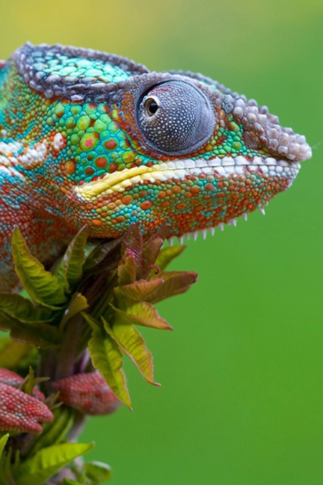 Colored Chameleon screenshot #1 640x960