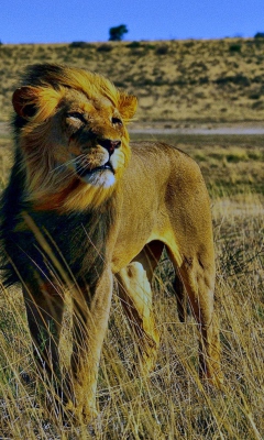 Das Lion In Savanna Wallpaper 240x400