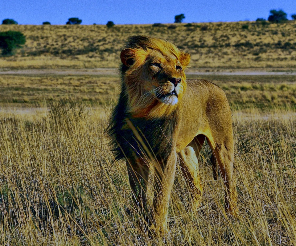 Fondo de pantalla Lion In Savanna 960x800