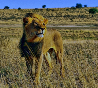 Lion In Savanna - Obrázkek zdarma pro 208x208