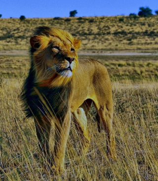 Kostenloses Lion In Savanna Wallpaper für 750x1334