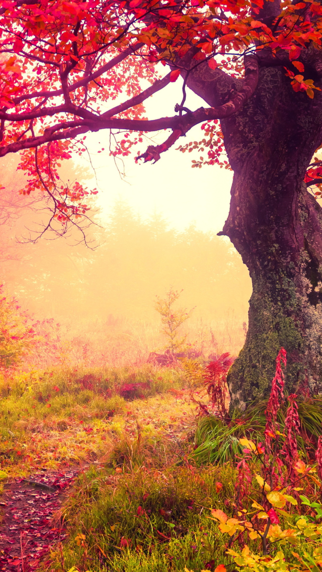 Обои Autumn Forest 1080x1920