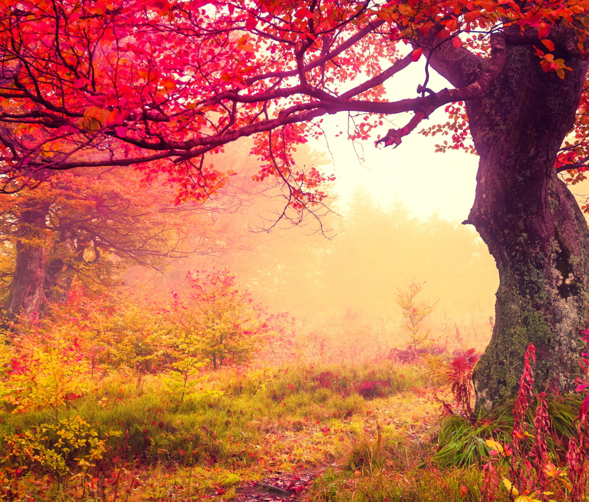 Screenshot №1 pro téma Autumn Forest 1200x1024