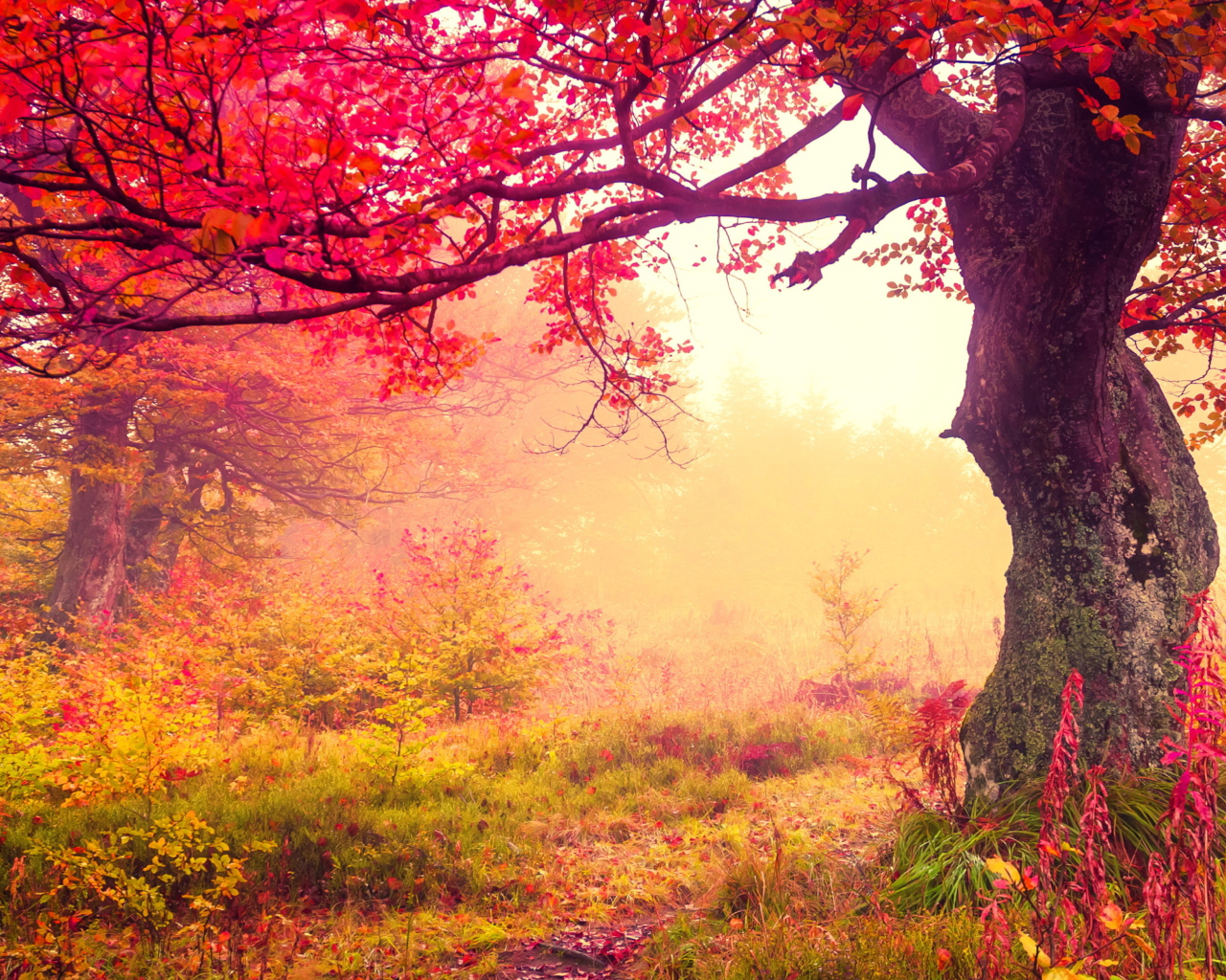 Autumn Forest wallpaper 1280x1024