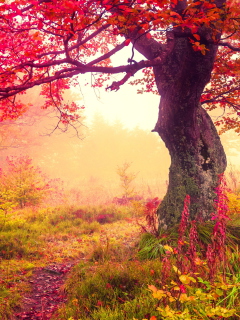 Das Autumn Forest Wallpaper 240x320