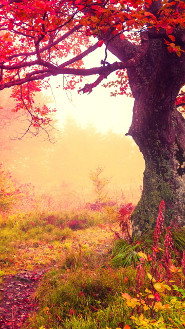 Das Autumn Forest Wallpaper 360x640