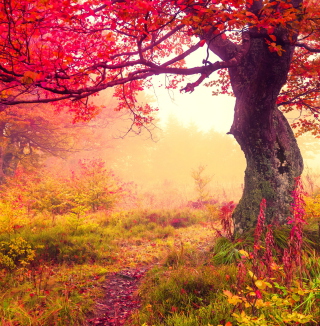 Autumn Forest - Obrázkek zdarma pro iPad 3