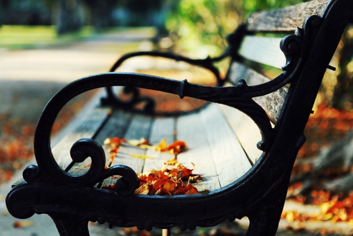 Bench In The Park wallpaper
