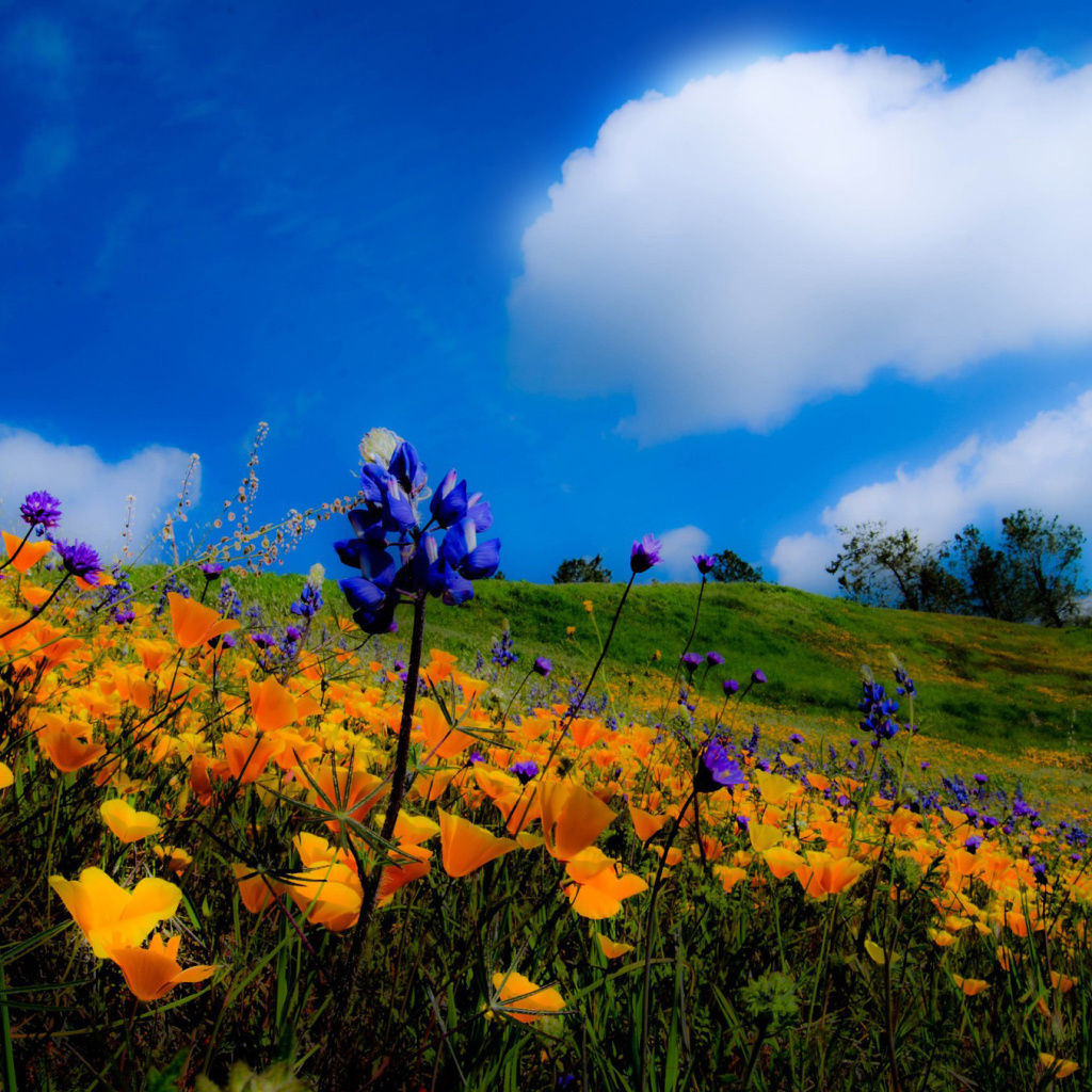 Das Yellow spring flowers in the mountains Wallpaper 1024x1024