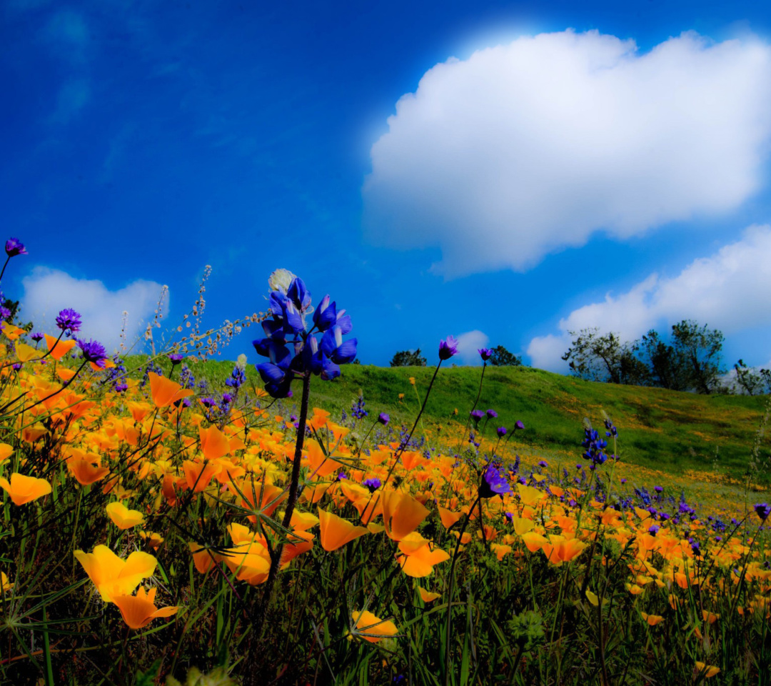 Das Yellow spring flowers in the mountains Wallpaper 1080x960
