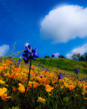 Das Yellow spring flowers in the mountains Wallpaper 128x160