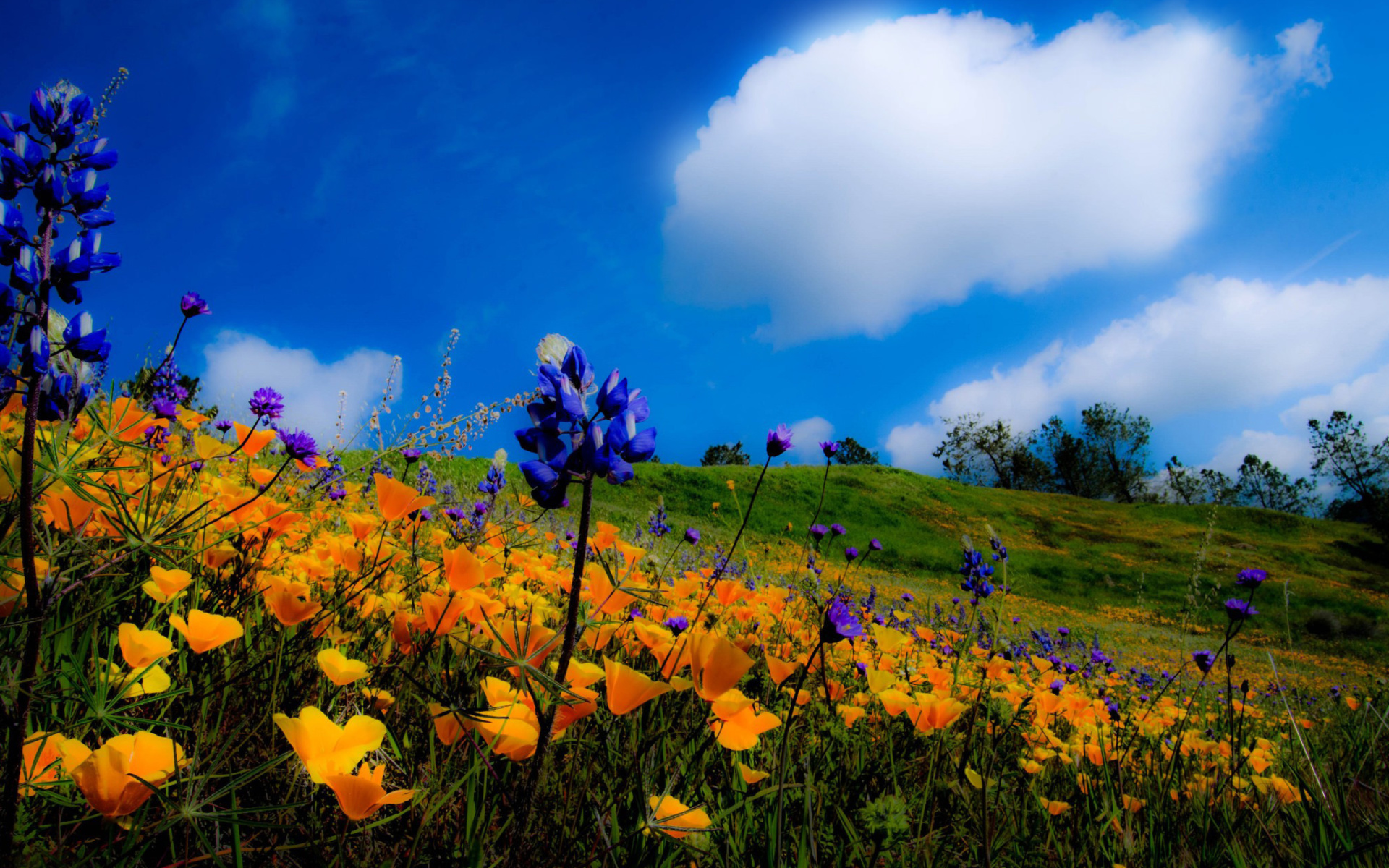 Yellow spring flowers in the mountains wallpaper 1920x1200