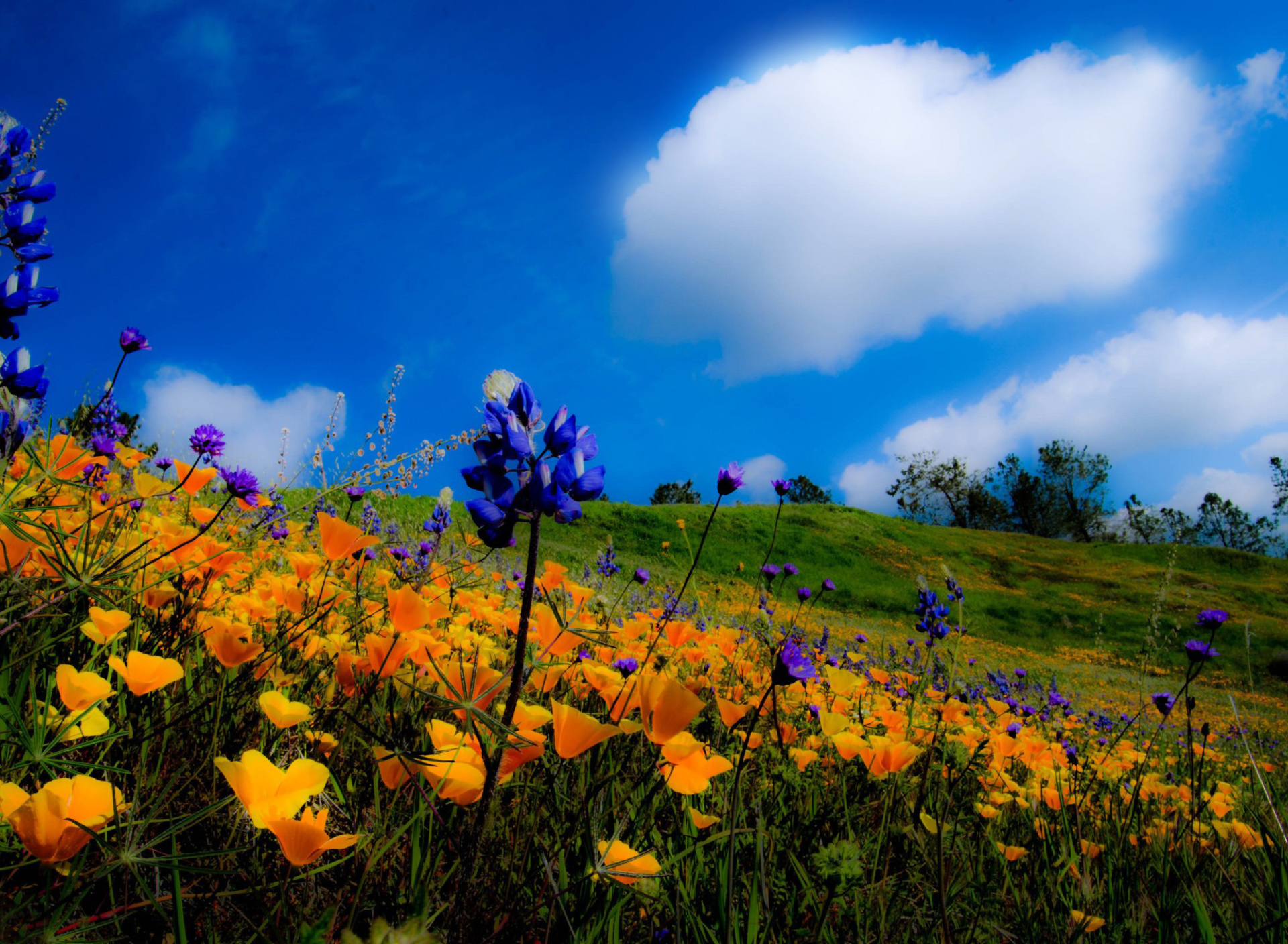 Yellow spring flowers in the mountains wallpaper 1920x1408
