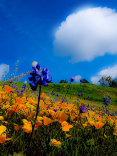 Yellow spring flowers in the mountains wallpaper 240x320