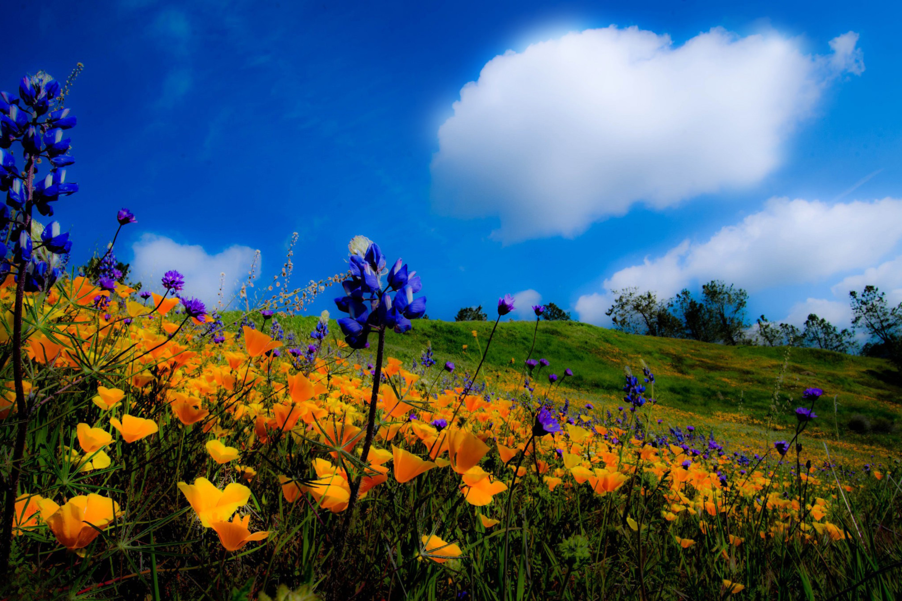 Yellow spring flowers in the mountains wallpaper 2880x1920