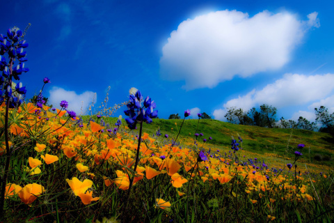 Yellow spring flowers in the mountains wallpaper 480x320