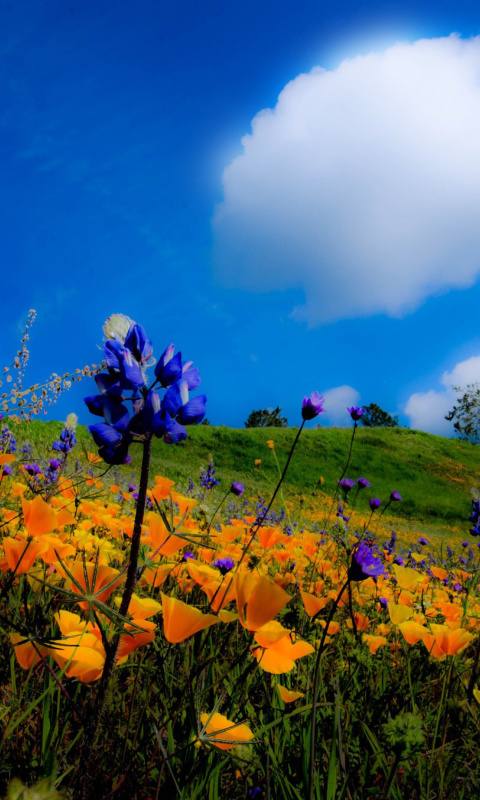 Yellow spring flowers in the mountains wallpaper 480x800
