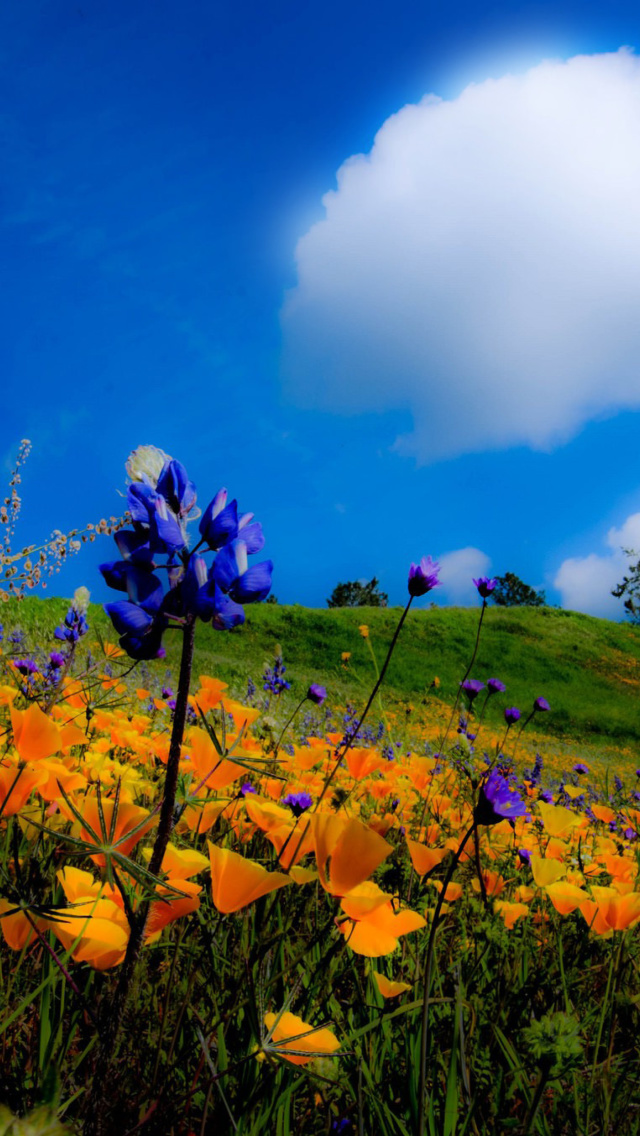 Fondo de pantalla Yellow spring flowers in the mountains 640x1136