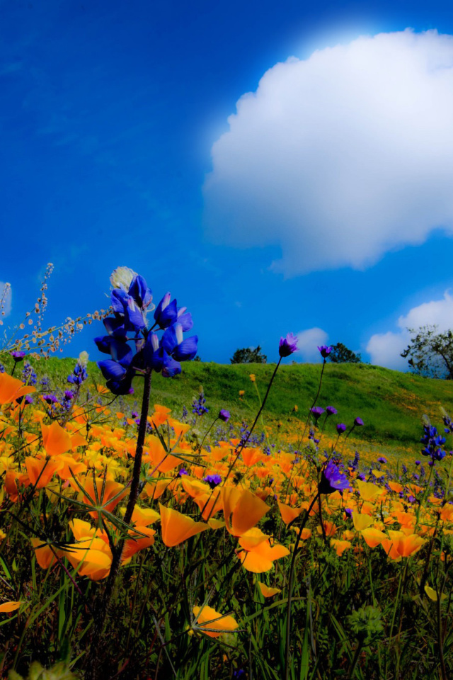 Das Yellow spring flowers in the mountains Wallpaper 640x960
