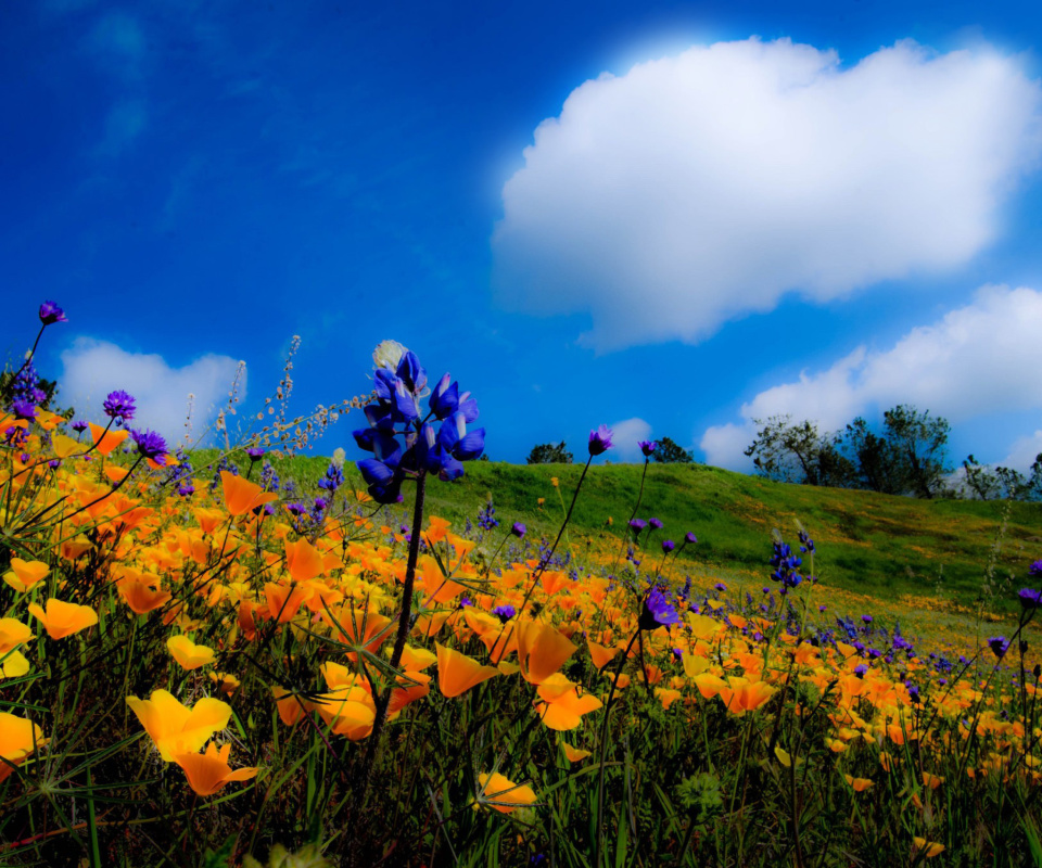 Das Yellow spring flowers in the mountains Wallpaper 960x800
