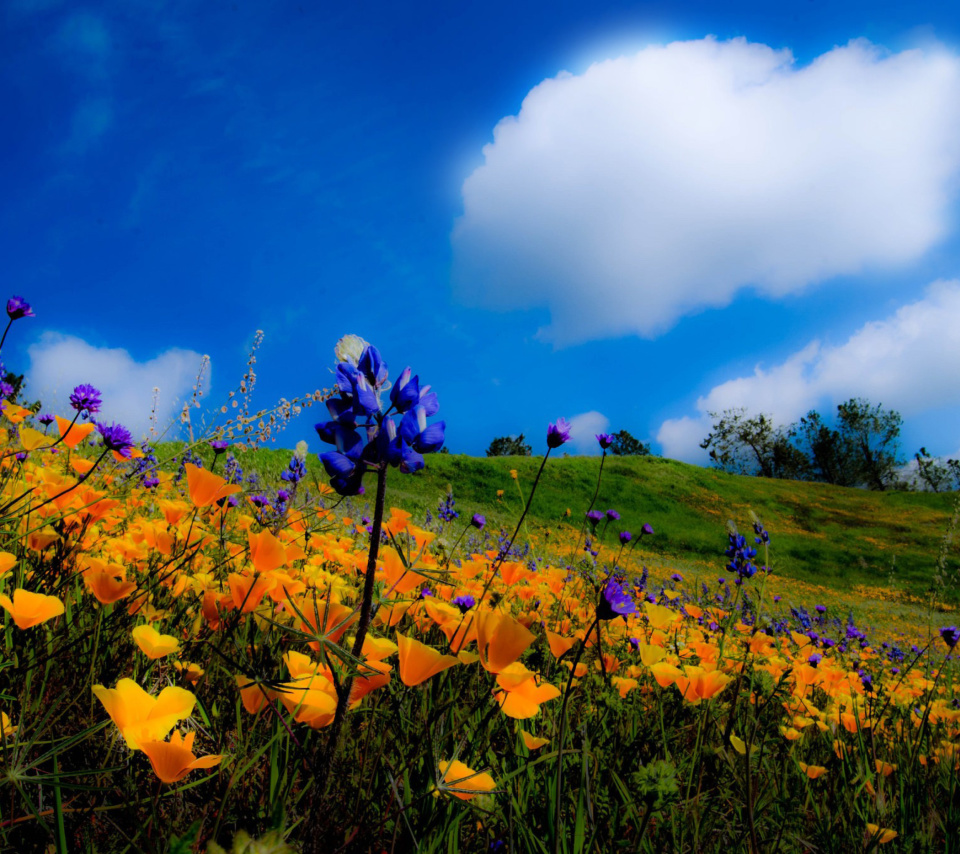 Das Yellow spring flowers in the mountains Wallpaper 960x854