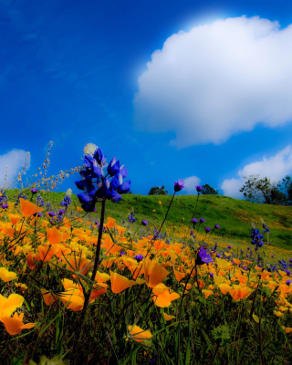 Yellow spring flowers in the mountains - Fondos de pantalla gratis para Nokia Asha 300
