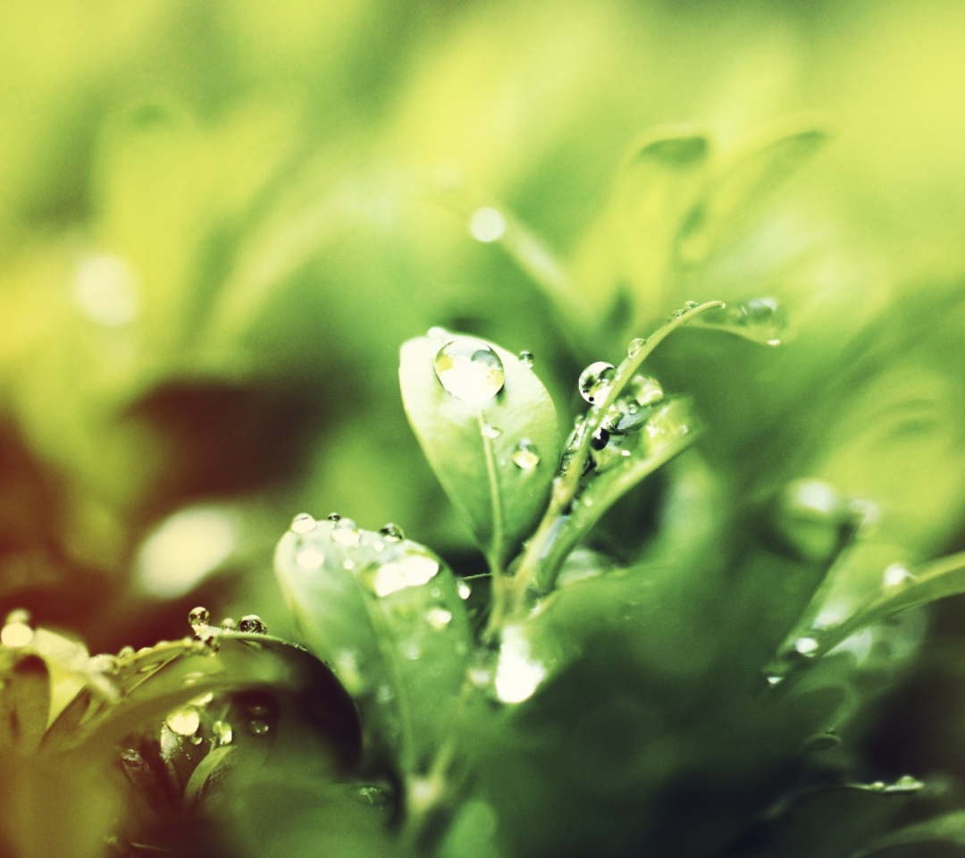 Fondo de pantalla Dew Drops On Green Leaves 1080x960