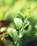 Sfondi Dew Drops On Green Leaves 128x160