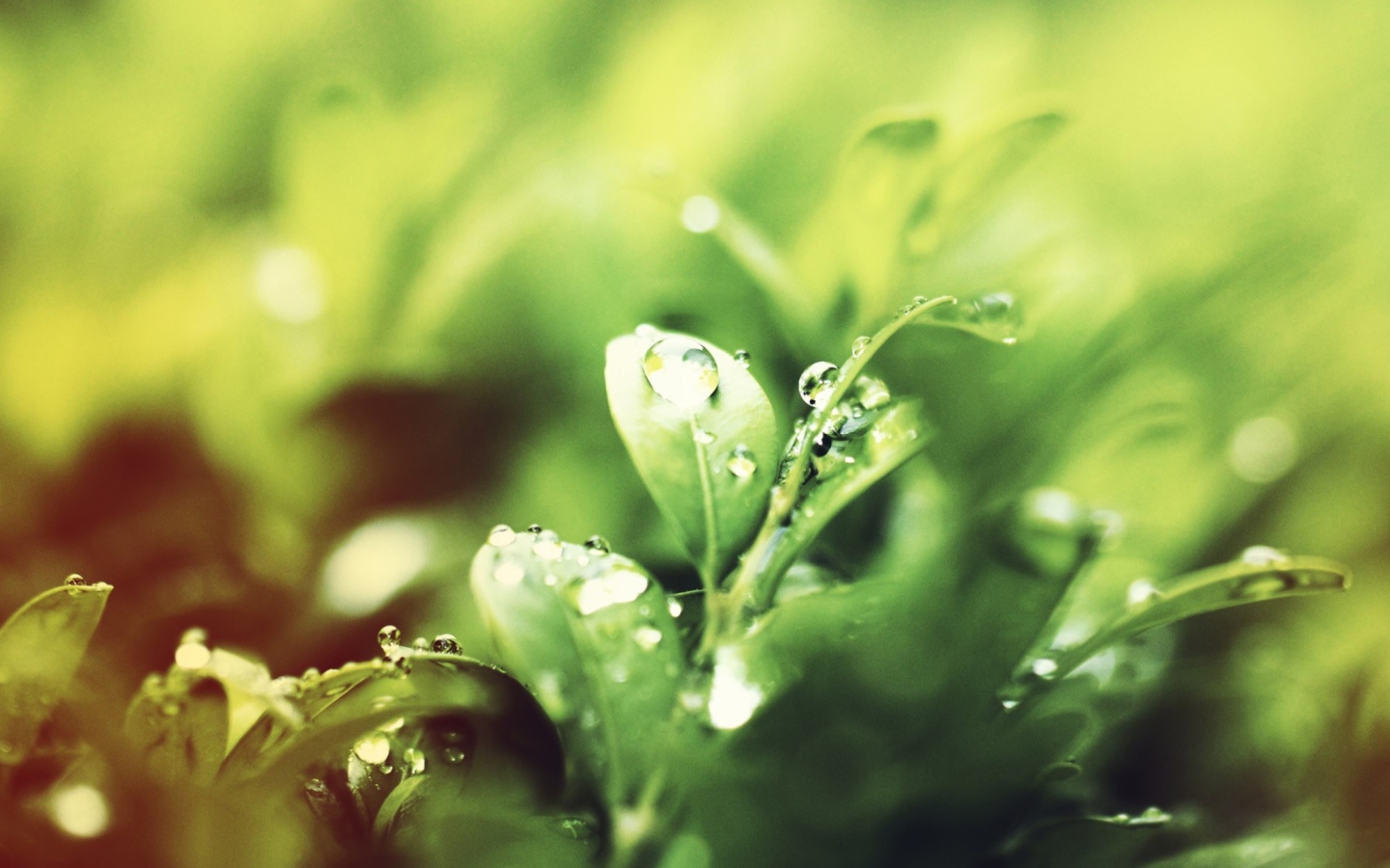 Screenshot №1 pro téma Dew Drops On Green Leaves 1440x900