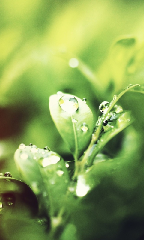 Dew Drops On Green Leaves wallpaper 480x800