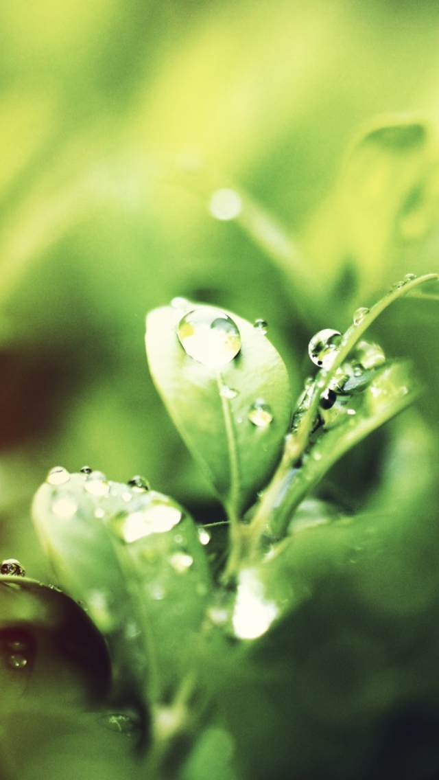 Das Dew Drops On Green Leaves Wallpaper 640x1136