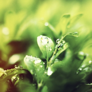 Dew Drops On Green Leaves - Obrázkek zdarma pro iPad mini