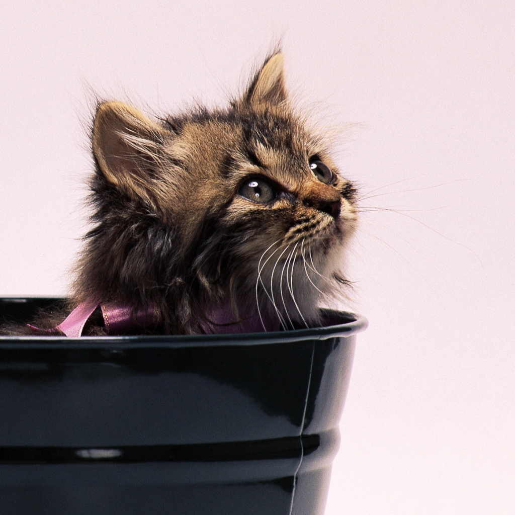 Das Sweet Kitten In Bucket Wallpaper 1024x1024