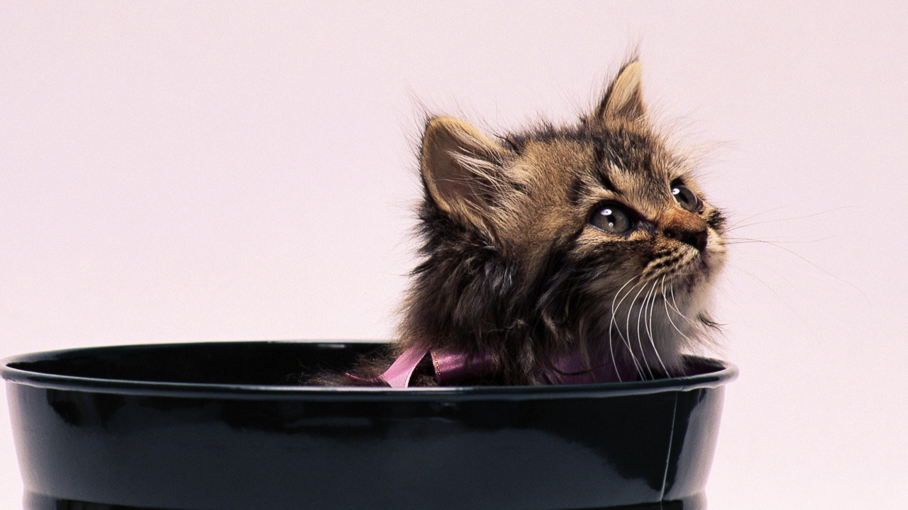 Screenshot №1 pro téma Sweet Kitten In Bucket 1280x720