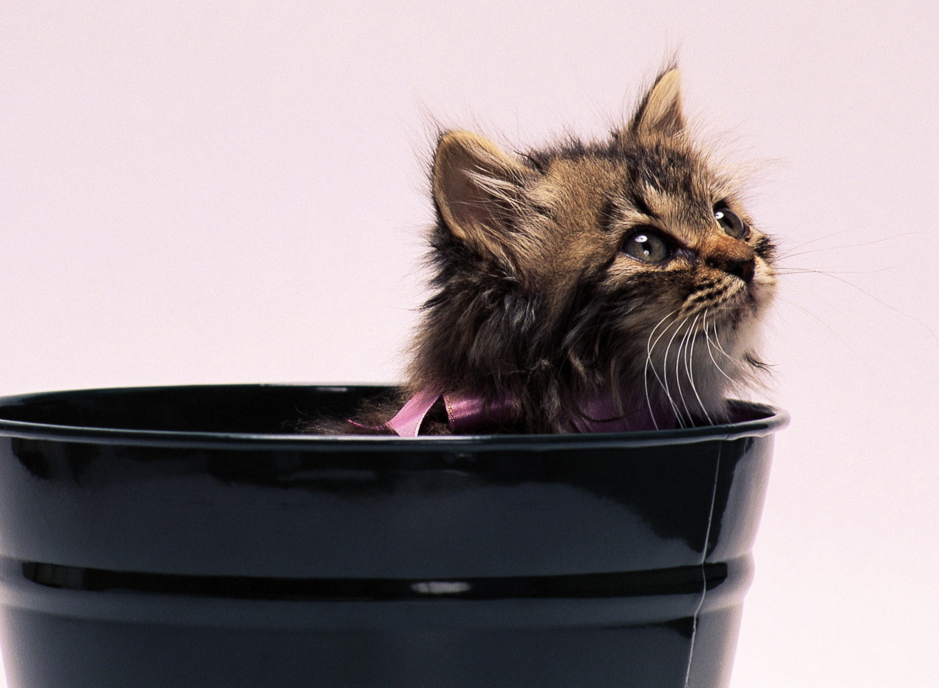 Das Sweet Kitten In Bucket Wallpaper 1920x1408