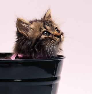 Sweet Kitten In Bucket papel de parede para celular para iPad 2