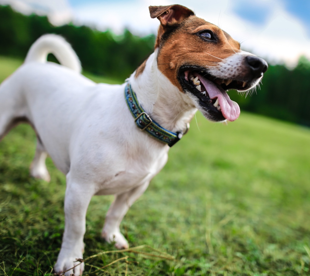 Sfondi Jack Russell Terrier 1080x960