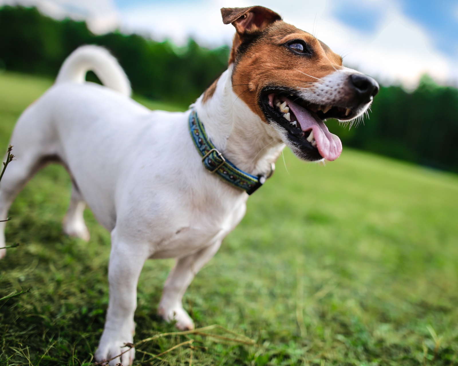 Jack Russell Terrier wallpaper 1600x1280