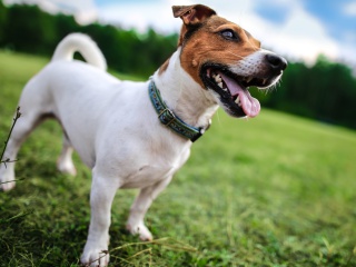 Jack Russell Terrier screenshot #1 320x240