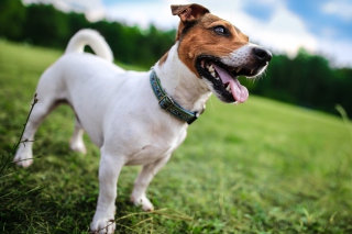 Jack Russell Terrier - Obrázkek zdarma pro 320x240