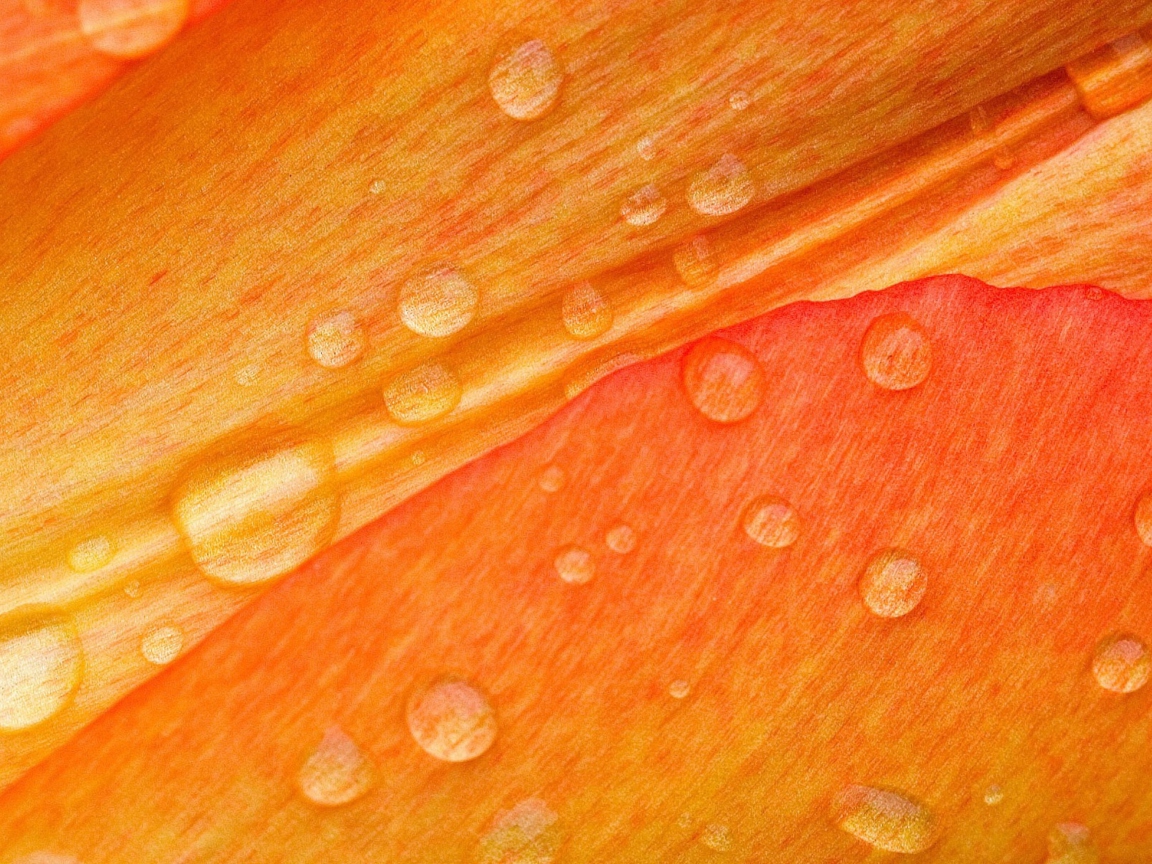 Dew Drops On Orange Petal wallpaper 1152x864