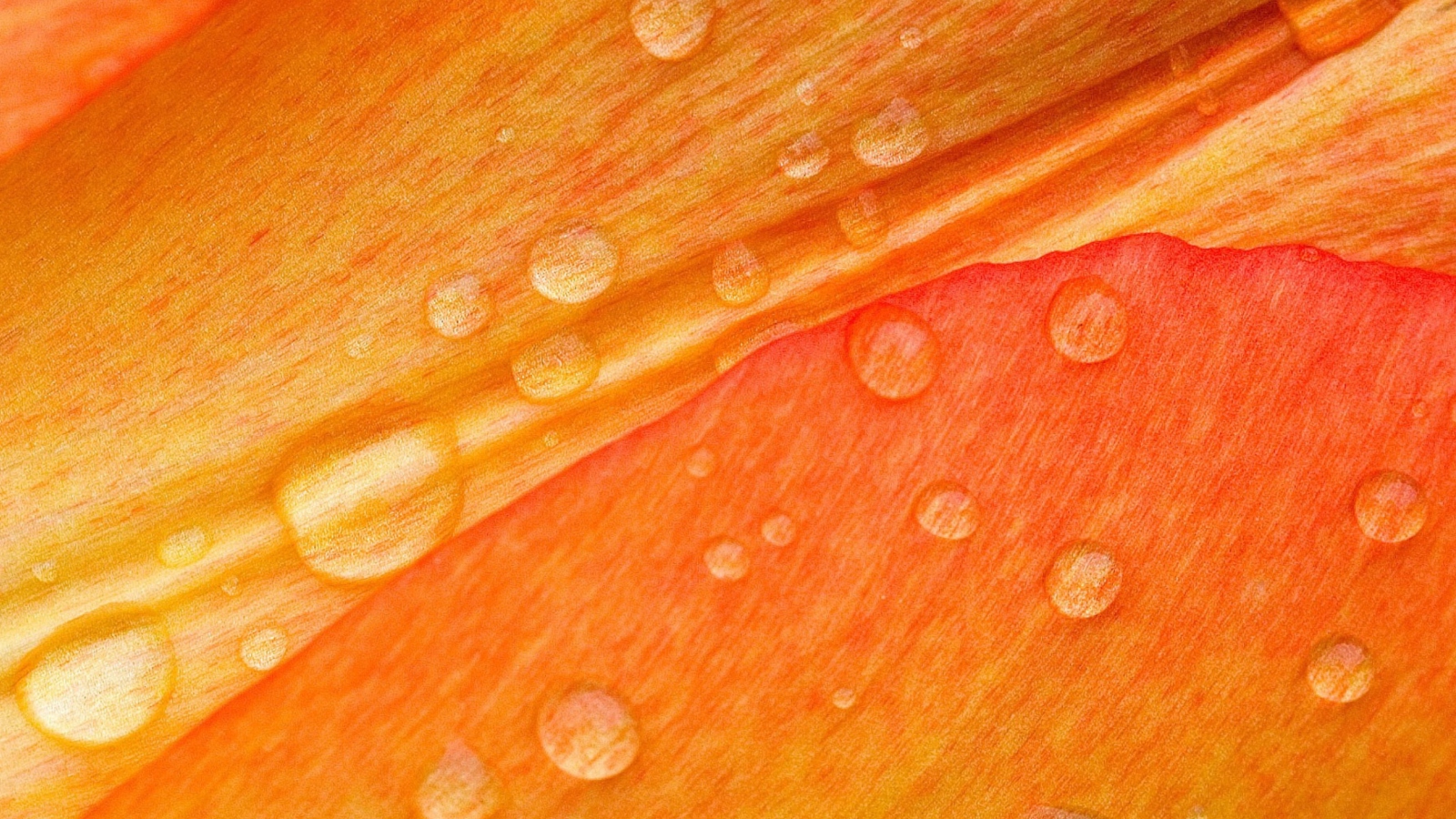 Dew Drops On Orange Petal wallpaper 1600x900