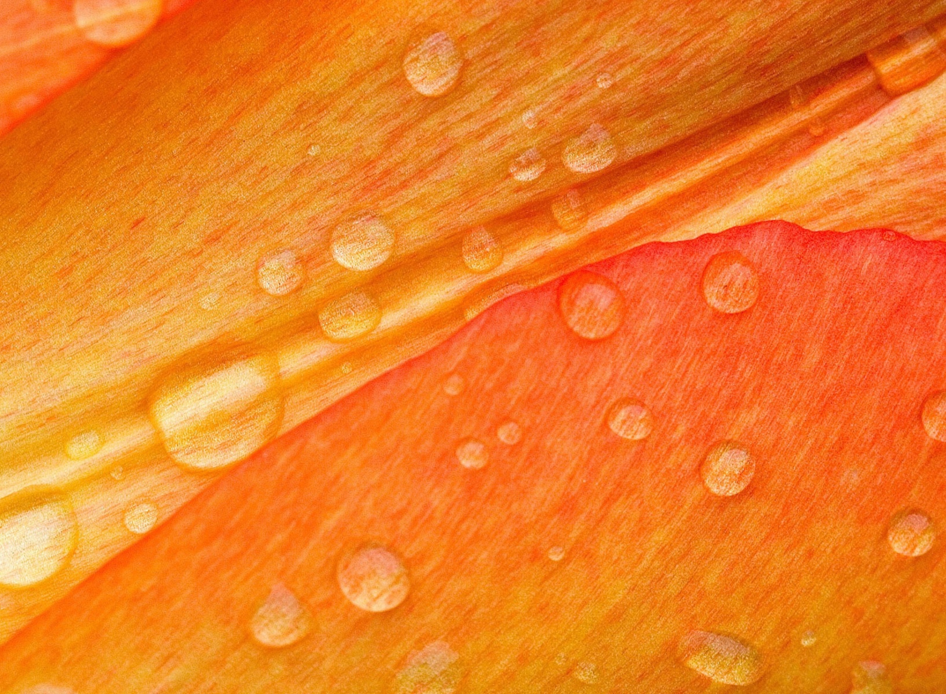 Обои Dew Drops On Orange Petal 1920x1408