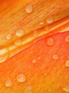 Screenshot №1 pro téma Dew Drops On Orange Petal 240x320