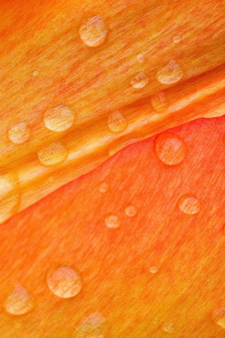 Обои Dew Drops On Orange Petal 320x480