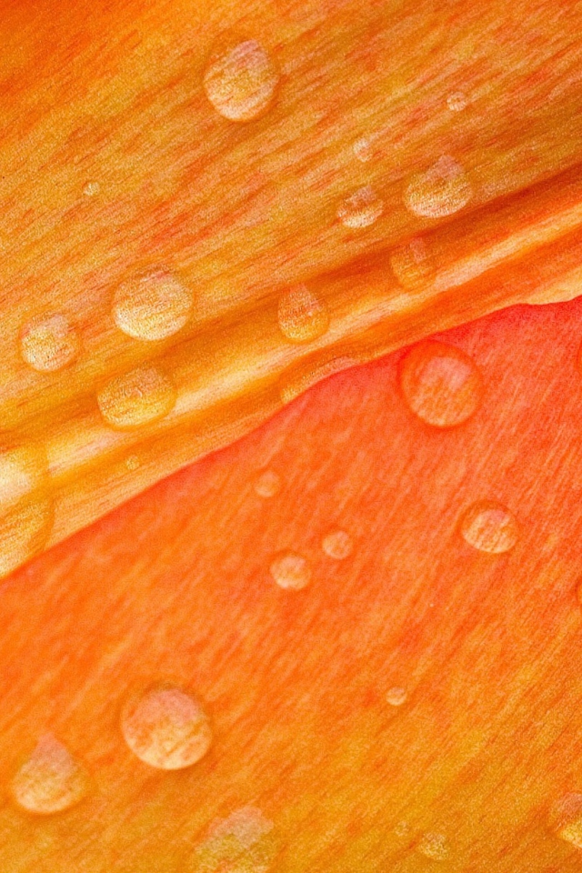 Обои Dew Drops On Orange Petal 640x960