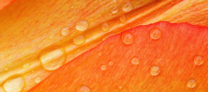 Sfondi Dew Drops On Orange Petal 720x320