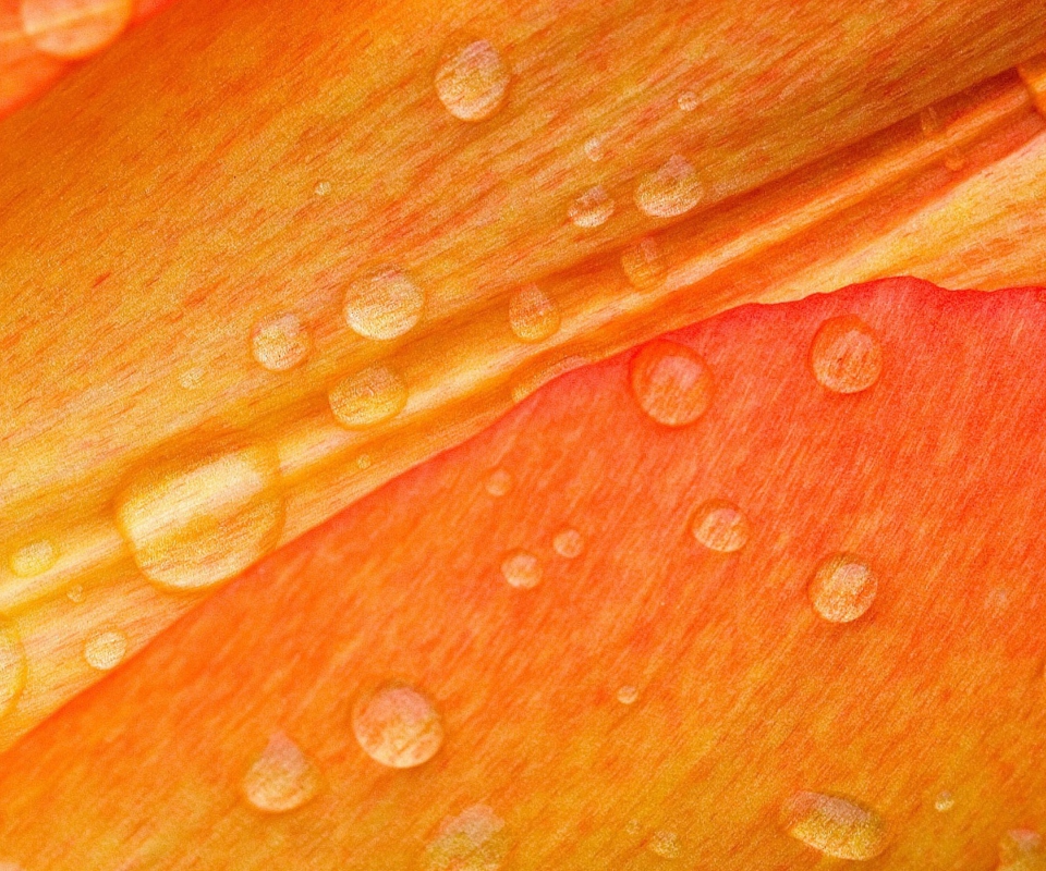 Dew Drops On Orange Petal wallpaper 960x800